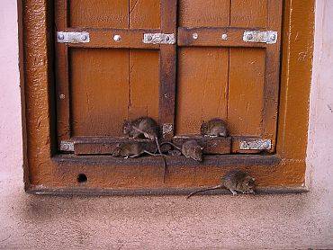 Wiosenna deratyzacja